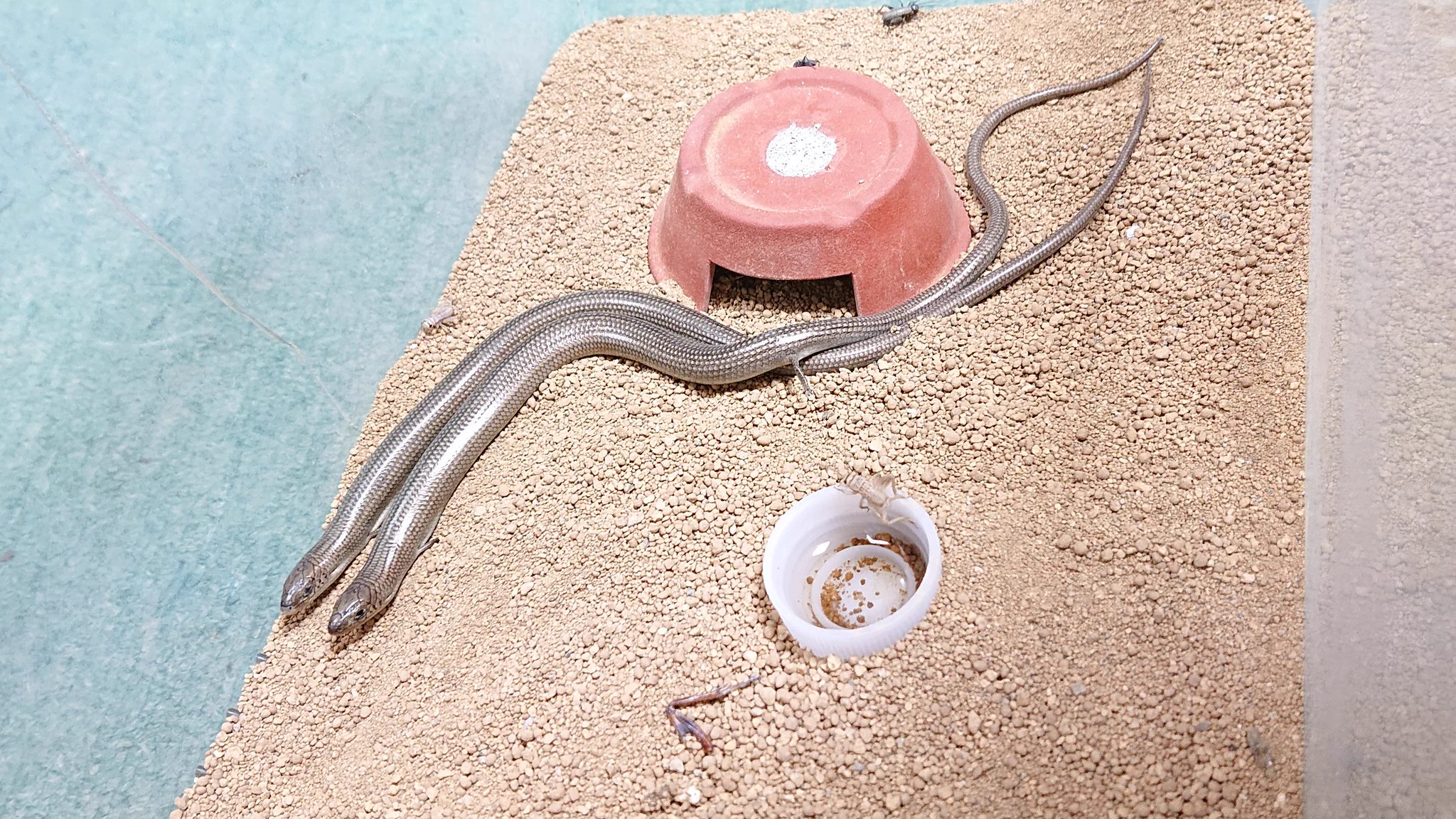 こんな生き物いたんだ～wwwニシミツユビカラカネトカゲwww