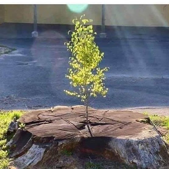 GAIA_LifeForce's tweet photo. Never give up. Always be resilient. Even when you think there is no hope, there is always hope. Anything is possible. Sow the seeds of the future today :)
.
 #mindfulness #consciousness #nutritionist  #herbalist #herbs #Vegan #plantbase #plantbased #treehugger  #sprouts https://t.co/02wpqbeRiS