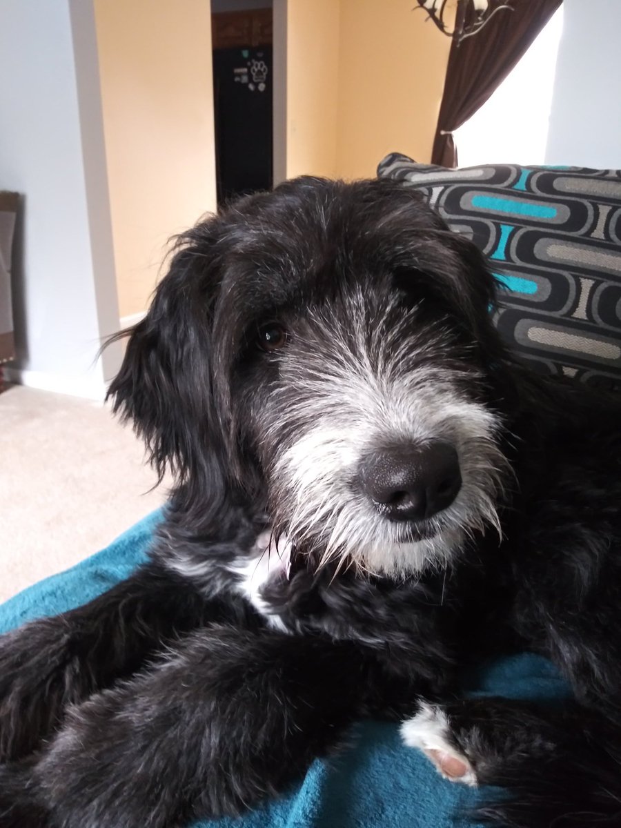 GrayceCat's tweet photo. Happy Sunday from my doggy sister. She's ok I guess. #CatsofTwitter #catsrule #cats #dogsoftwitter  #meow #cute https://t.co/oFXMr9BqJF