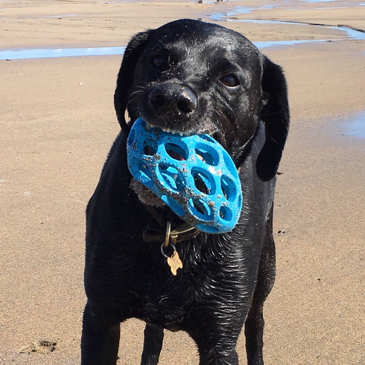 miloandpi's tweet photo. Pi's favourite type of Sunday #Cornwall #beachdays #dogslife #dogsoftwitter #SleepLikePi https://t.co/RVHq5ihiwj