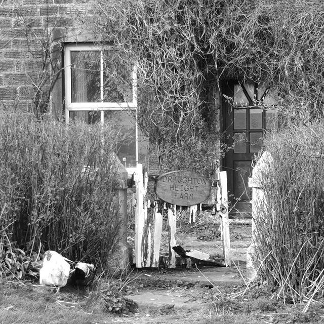 Just some chickens and a gate. Looks like a tranquil scene, but it was actually blowing a bitterly cold wind! #blackandwhite #monochrome #photography #scenesofyorkshire ift.tt/2U5QCiA