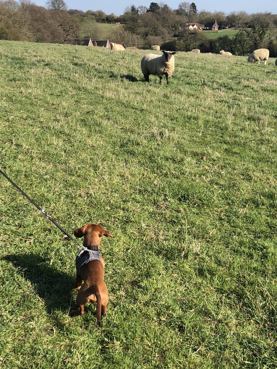 dachshund_hugo's tweet photo. βYou want some, Iβll give it yaβ@Wealdstoneraida #asbodog https://t.co/3e98X75dxQ
