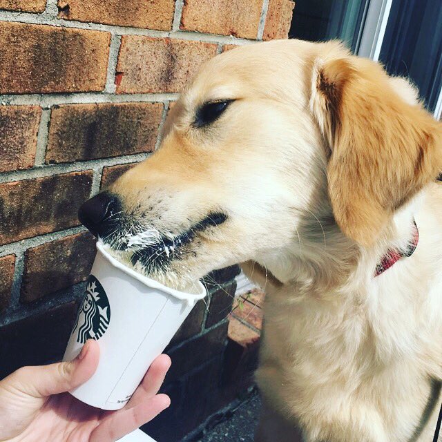 Kamgarr_'s tweet photo. #goldenretriever #puppy #starbucks 
#puppucino https://t.co/jbpbAwNk1G