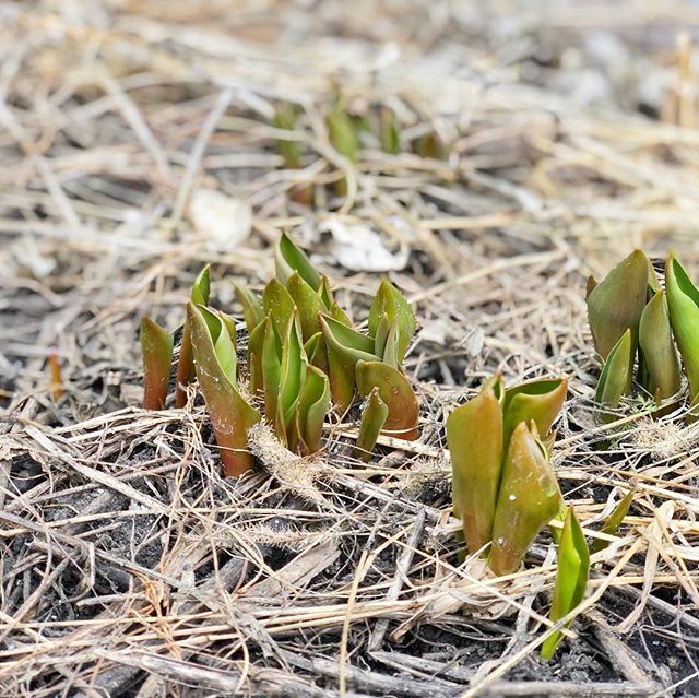 Somethin’s peekin’! Yay tulips.🌷 💐 First sign of life outside, for me spring is finally here for real! What marks the beginning of it really feeling like spring for you? ift.tt/2HMFz7k