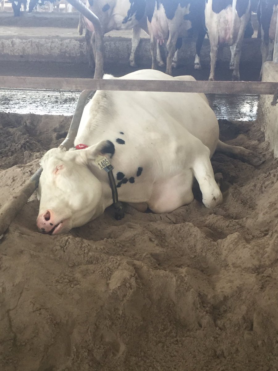 BruceS270's tweet photo. The cows like getting to sleep in now #lely https://t.co/h3JSHd4qVU