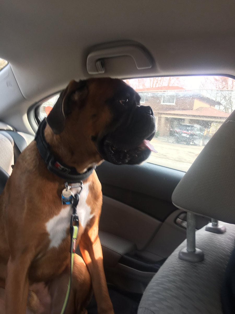 CoopTheBoxer's tweet photo. My hoomans took me out for a drive today because I’m a good boy. #carride #boxersoftwitter #boxerlovers https://t.co/ULWrwgX3Rp