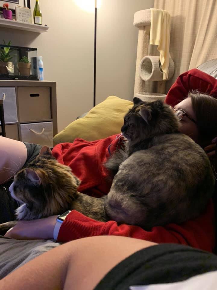 TheBradyBunch11's tweet photo. Spent spring break with my cuddly kitties @UNKBiol106 @UNKearney #106SpringBreak19 https://t.co/NrCWcZNdA3