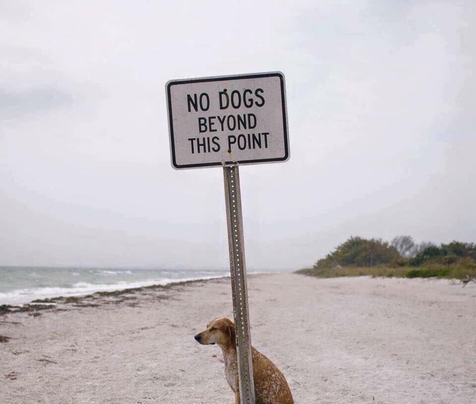 Gotta love a rebel!!🐶😆