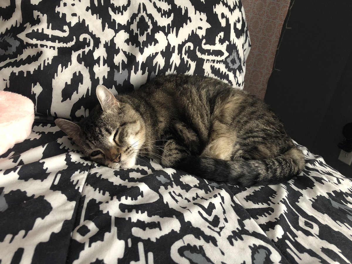 saltyteru's tweet photo. My little snuggle munch 💞💖 #SaveTinkerbell #SaveTheAnimals https://t.co/8nfk1dpSAz