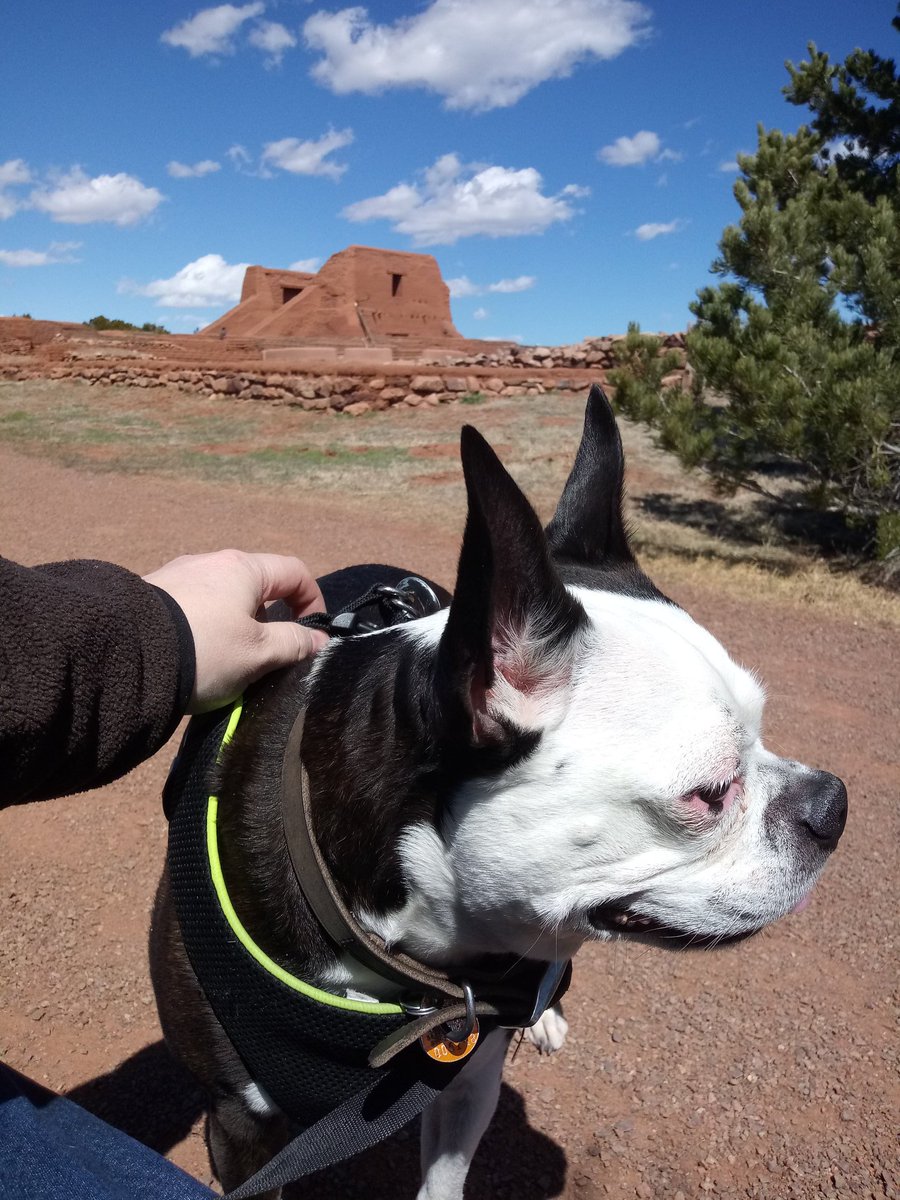 Bruno_Nichols's tweet photo. Ruins, trails, bushes, birds, other dogs, more birds, cacti, more bushes... Splendid time. #TravelingPuppy https://t.co/6uMmiaQIuC