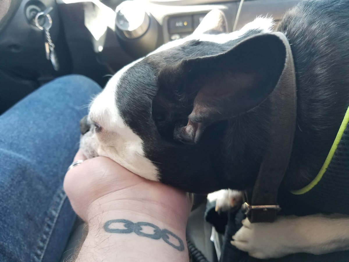 Bruno_Nichols's tweet photo. Sometimes you just need a little support from dad. #SleepyPuppy #WakeMeWhenWeGetThere https://t.co/OW58GlvIbk