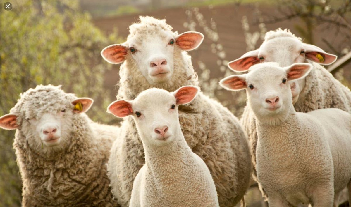 Liberals waiting for CNN to tell them how Trump is still guilty even though the #MuellerReport finds #NoCollusion and recommends no indictments. 

Nadler
Bill Barr