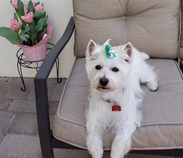savanny_star's tweet photo. Sometimes I just like to sit outside next to the pretty 🌷 🌷 #westiesoftwitter #westie https://t.co/12N6u61RJA
