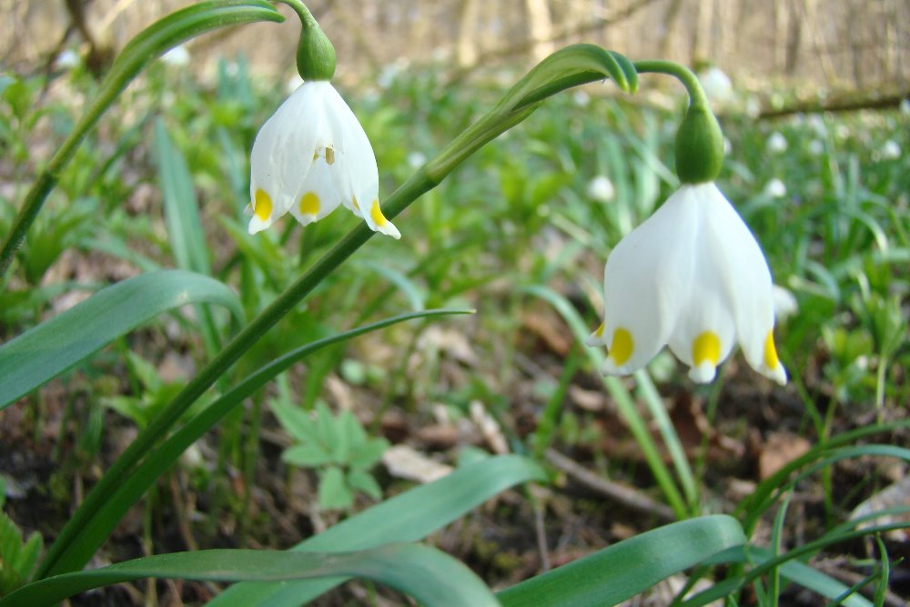 vesnicka_kocka's tweet photo. Sobotní odpoledne díl první
#jaro #spring #plicnik #petrklic #bledule #jaternik https://t.co/9PKubufHQx