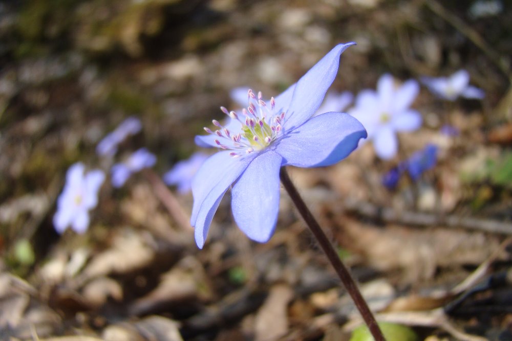 vesnicka_kocka's tweet photo. Sobotní odpoledne díl první
#jaro #spring #plicnik #petrklic #bledule #jaternik https://t.co/9PKubufHQx