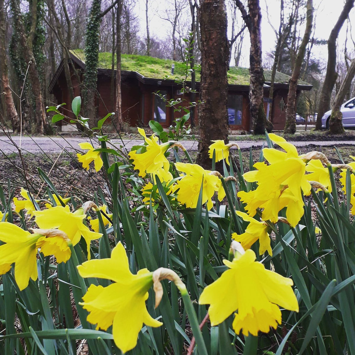 Spring has arrived 🌼

#spring #Daffodils #colourful #lodges #Hotel #trees #woodland