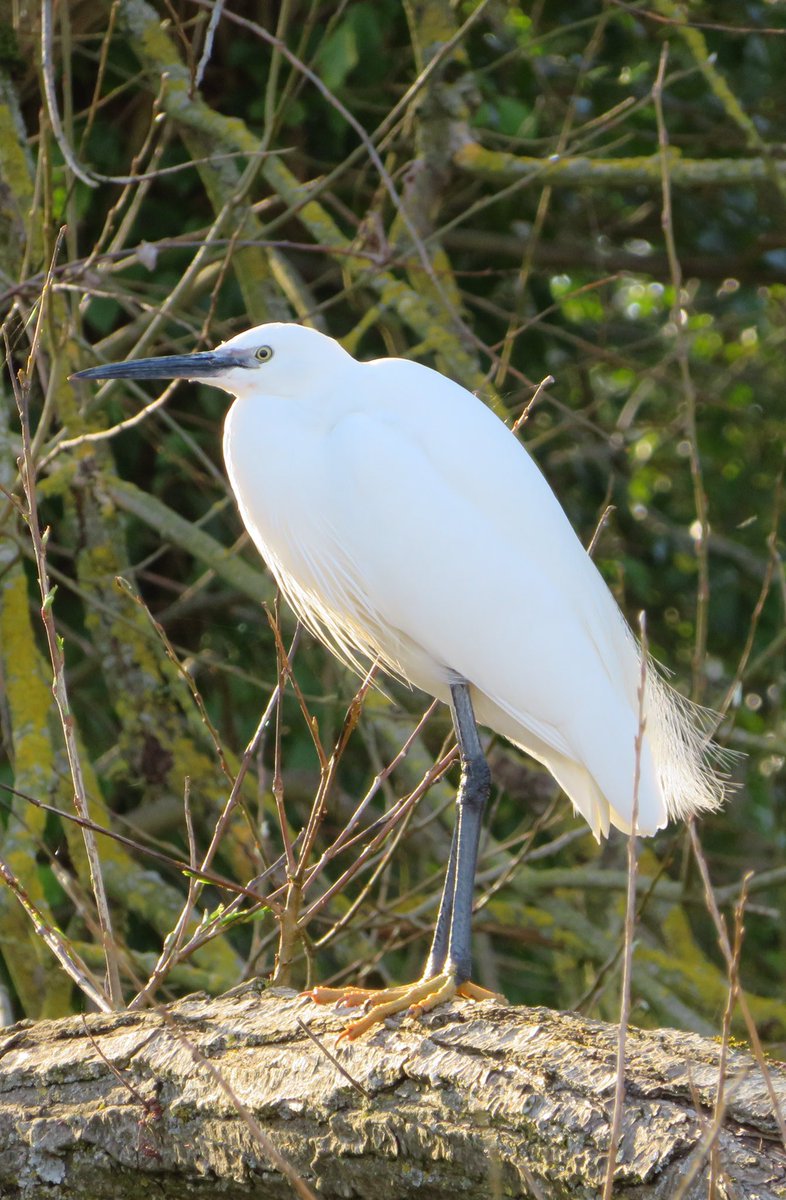 mikes_garden's tweet photo. 🦅Local patch this afternoon: 3 Chiffchaff, 2 Little Egret, Grey Wag, Reed Bunting, Buzzad, 2 sofas and a mattress!😡 #Birding #birdwatching #spring #Norfolk #FlyTipping #RubbishWalks #FilthyFuckers !😡 https://t.co/iO5Q8UyfY5