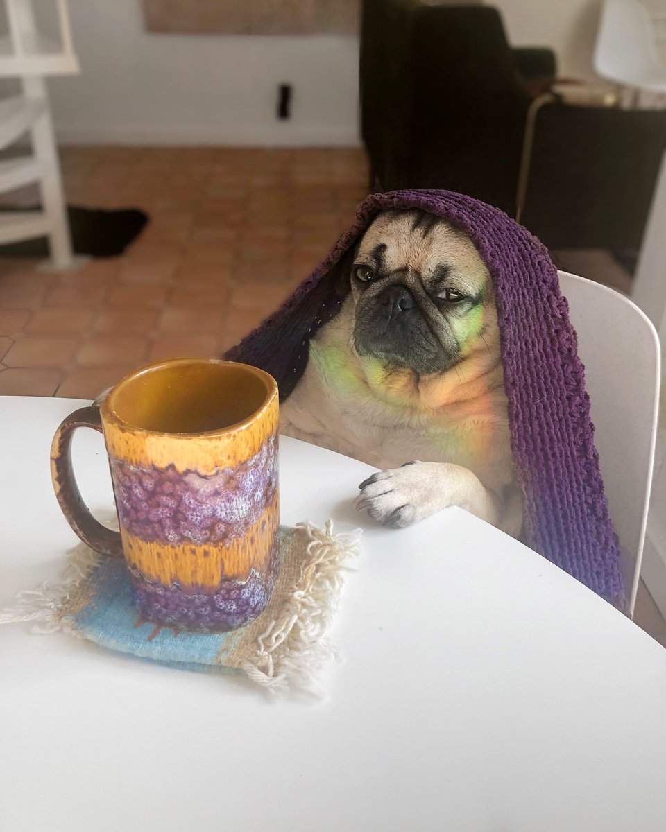 368 best Twitter u/itsdougthepug images on Pholder | As a ...