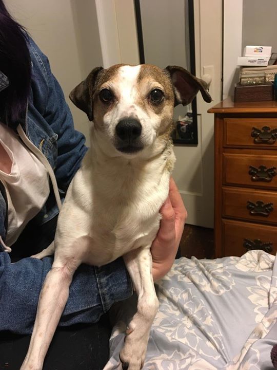 LostDogsIL's tweet photo. Is This Your Lost Dog? #Freeport #IL (Park BLVD &amp; W. Empire St near Krape Park) Male Mix.White/Brown Call 815-549-8541. This dog is not for adoption - finder will only accept calls/from the actual owner Friendly.Found 03/24/2019. #StephensonCounty. 61032… https://t.co/vd46f3DobN https://t.co/EfYaP0Qrmb