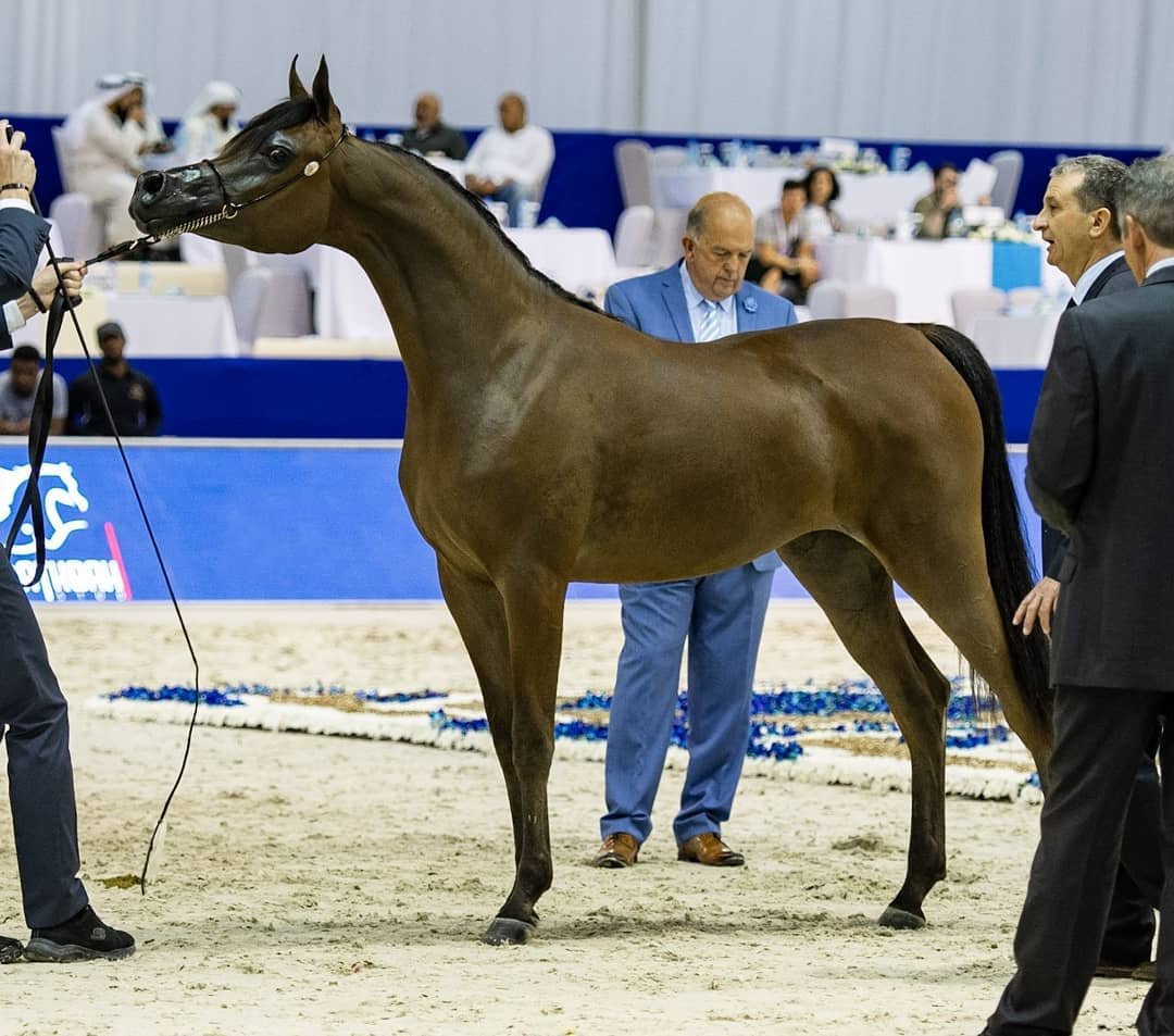 MohamedDekkak1's tweet photo. Mohamed Dekkak attended Dubai International Horse Fair (DIHF) 2019 at Dubai World Trade Center. 
Read More: https://t.co/GAZqxdDF3Z 
#horse #diahc2019 #diahc #dihf #dihf2019 #Dubai #arabianhorse #horsesofinstagram #arabianhorses #arabhorse #arabians #dekkak #mohameddekkak https://t.co/o433tooYgE