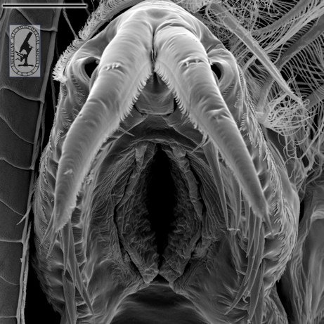 AMS_Micros's tweet image. This scanning electron micrograph features the abdominal claw of a male water flea, Daphnia pulex! #SEMSundays

Scale bar: 25 µm. Credit: Carolina Peñalva-Arana, the 2009 winner of the #Buchsbaum Competition in the Grayscale Division