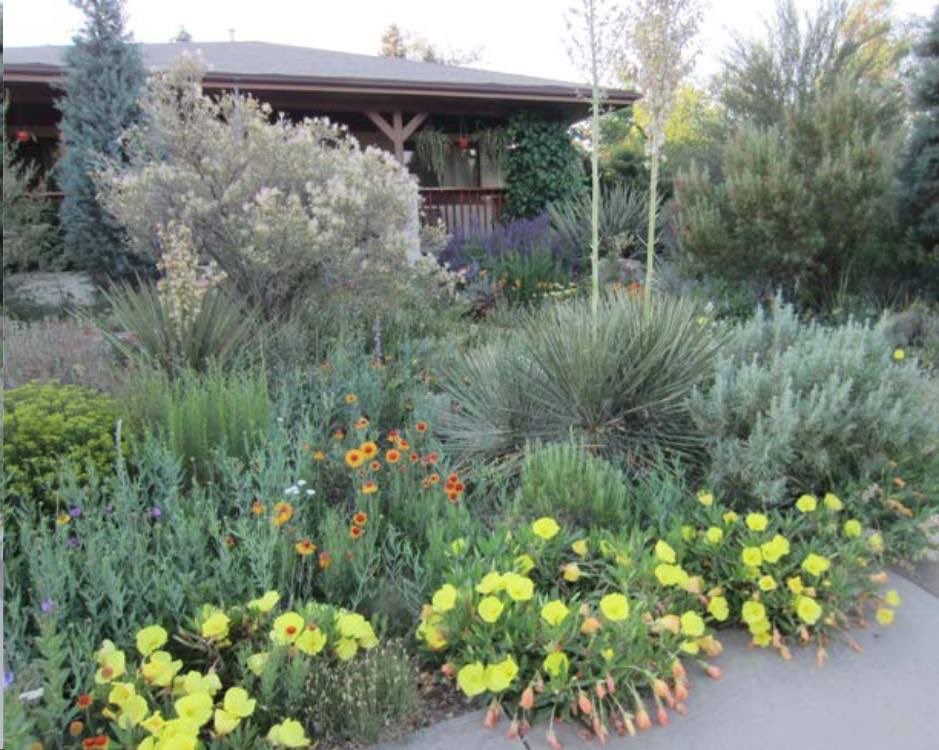 ColoradoNPS's tweet photo. #SharingSunday: DYK that #CoNPS has co-created 5 native plant gardening guides for the 5 regions of Colorado? Low-Water Native Plants for Colorado Gardens: Front Range & Foothills. Image by Jim Borland of his front yard, which is in the booklet. https://t.co/o2GkkuYC90 https://t.co/ZzfEKdG5LF