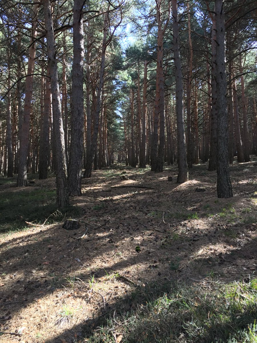 Se abrió un claro entre las nubes y hemos vuelto a ver el sol....
🌲🌲🌲
#trailnutrium #tnm #tns #nutriciondeportiva #pinar #bosque #monte #trailrunninglife #trailrunning #trail #trailrun #lavilla #ocon #nutrium #nutriumpfg #lavilladeocon #larioja