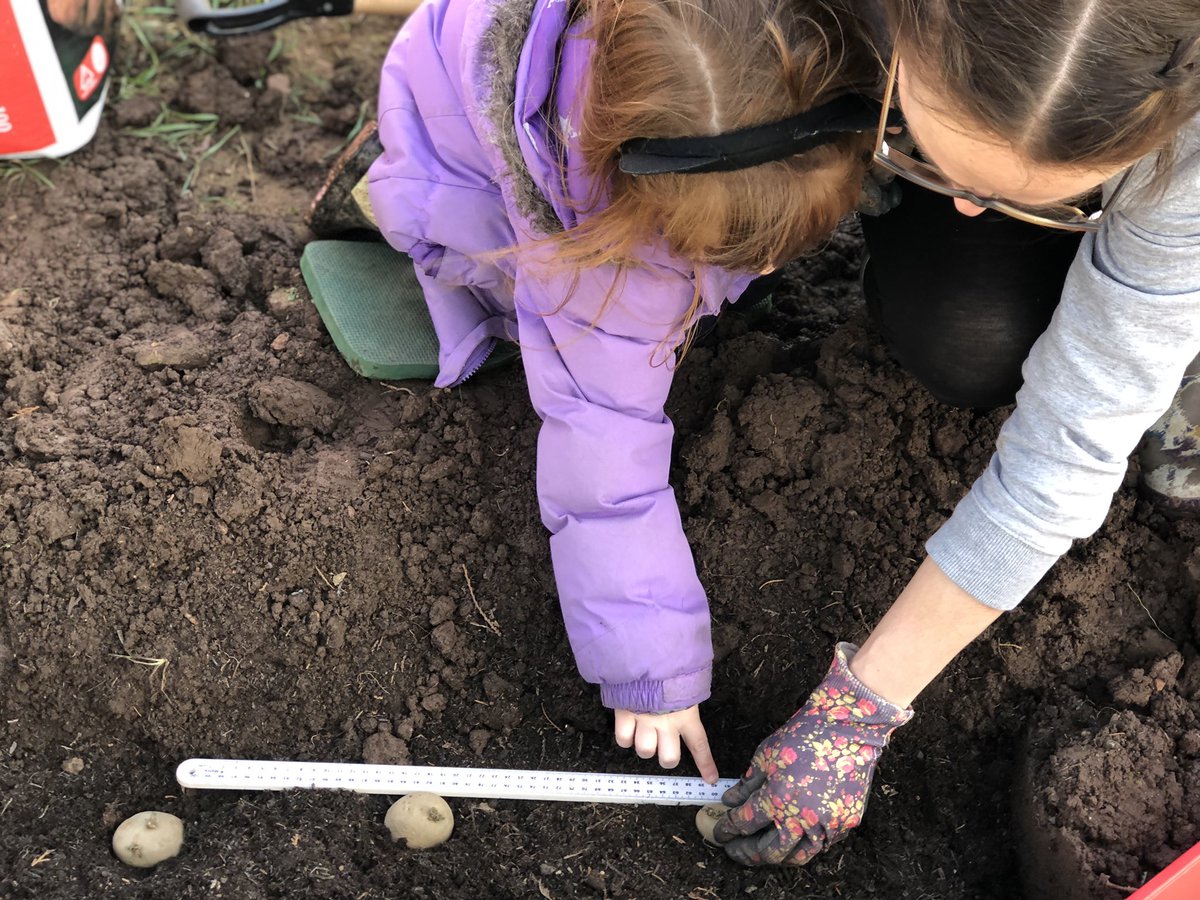 gavininos's tweet photo. @class2stmarys Daisy practicing her sharing and measuring this weekend. Our little muddy mathematician. 20 potatoes between 2 trenches = 10 each! https://t.co/WNXhOlM09L