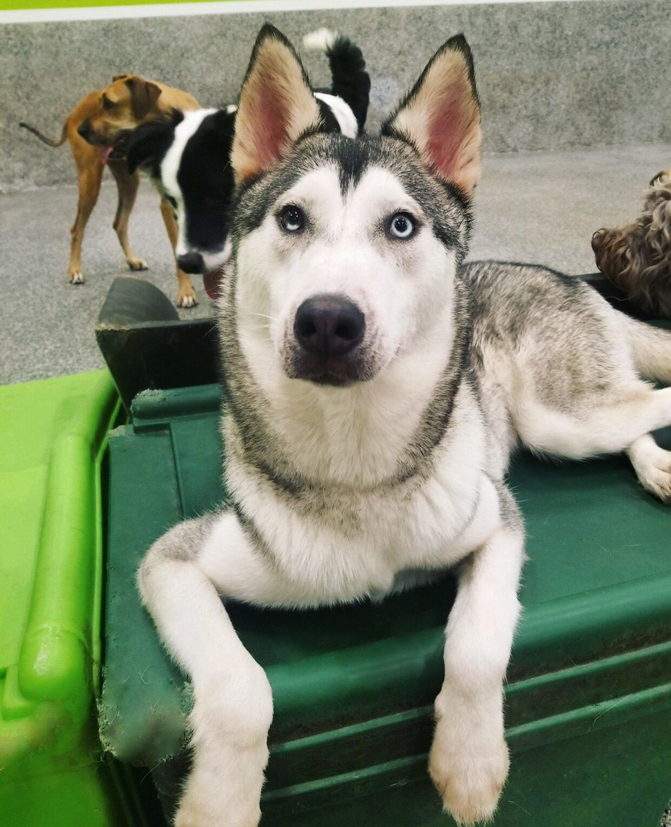 PawCommons's tweet image. It’s a lazy Sunday here today, then again it’s always nice to sit back and relax 😎
.⠀⠀
.⠀⠀
. How would your pup choose to spend their day?
.⠀⠀
.
.⠀⠀
.⠀⠀
#doggydaycare #sandiego #baypark #hillcrest #encinitas #gilbert #california #cali #arizona #kissmypaws #pawcommons