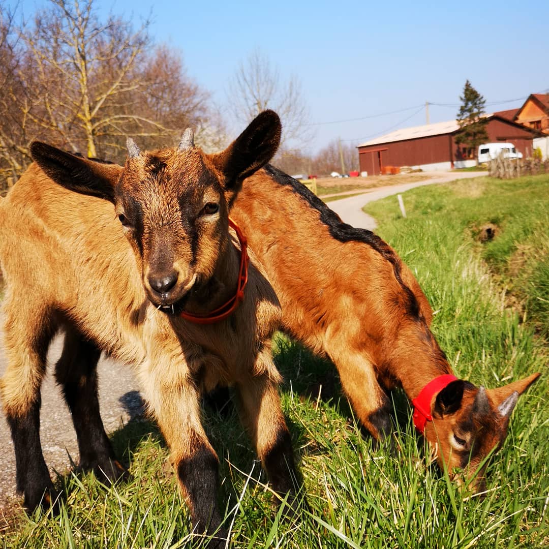 DomaineGirolt's tweet photo. Bonjour Twitter, pour ceux qui nous ne suivent pas sur Facebook ou Instagram voilà les chèvres du Boemstein ! Elles sont 4 + 1 petit mâle. Elles se plaisent au domaine à manger l'herbe des vignes quand elles s'échappent de leur enclos 😀 #DrinkAlsace #Ferme https://t.co/Ii4XQ41MEW