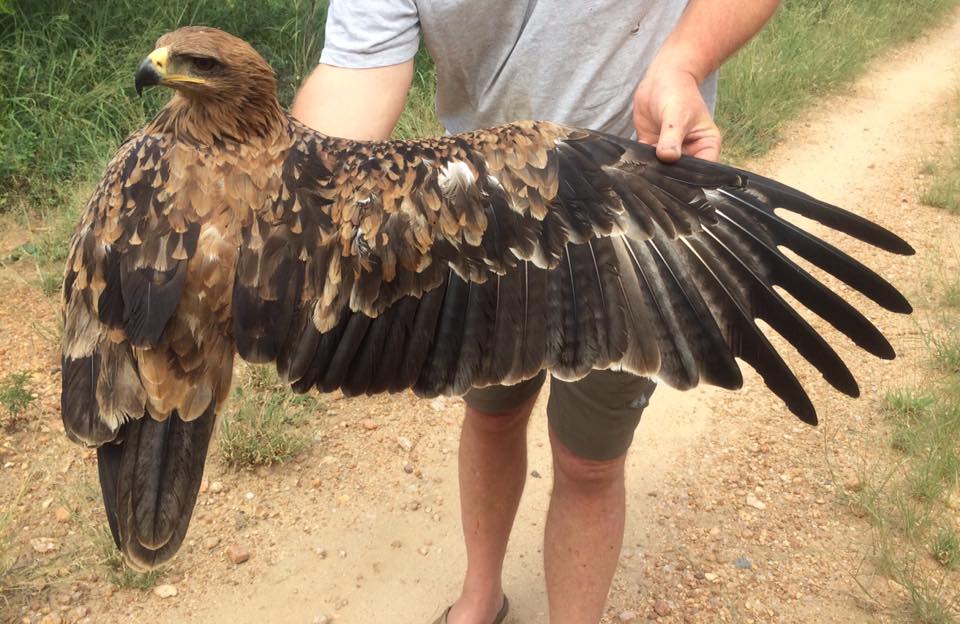 wendy_TRG's tweet photo. New Teifi Ringing Group blog " South Africa 2019 Part 1 - Raptors" https://t.co/38bD98CWT5 Four of the group's experience of raptor ringing as part of a long running study by Malcolm Wilson @shoebill1961 https://t.co/f0uR0MAZSz
