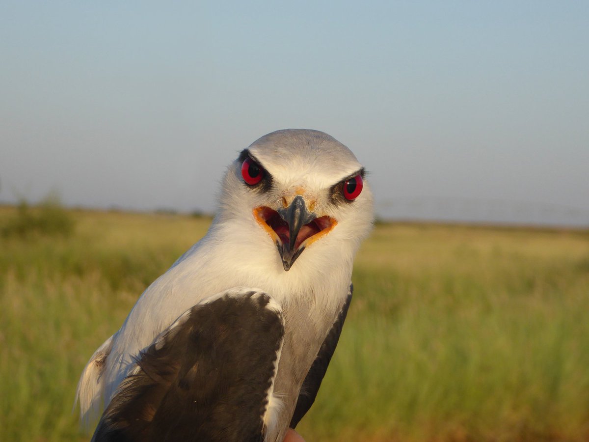wendy_TRG's tweet photo. New Teifi Ringing Group blog " South Africa 2019 Part 1 - Raptors" https://t.co/38bD98CWT5 Four of the group's experience of raptor ringing as part of a long running study by Malcolm Wilson @shoebill1961 https://t.co/f0uR0MAZSz