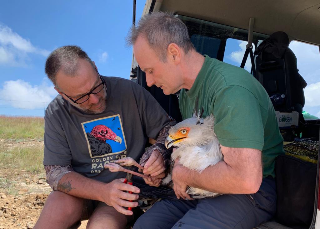 wendy_TRG's tweet photo. New Teifi Ringing Group blog " South Africa 2019 Part 1 - Raptors" https://t.co/38bD98CWT5 Four of the group's experience of raptor ringing as part of a long running study by Malcolm Wilson @shoebill1961 https://t.co/f0uR0MAZSz