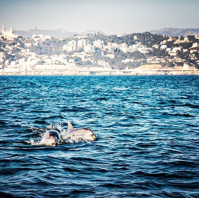 flashmariage's tweet photo. Séance couple hier en bateau avec mes futurs mariés, Anaïs et Rémi.
Le temps était exceptionnel et Rémi avait prévu de taquiner le poisson.
Lorsque sur notre trajet vers le Planier nous avons aperçu ces dauphins qui nous ont accompagné pendant quelques m… https://t.co/fShiJytPp6 https://t.co/9HnTFc7Rey