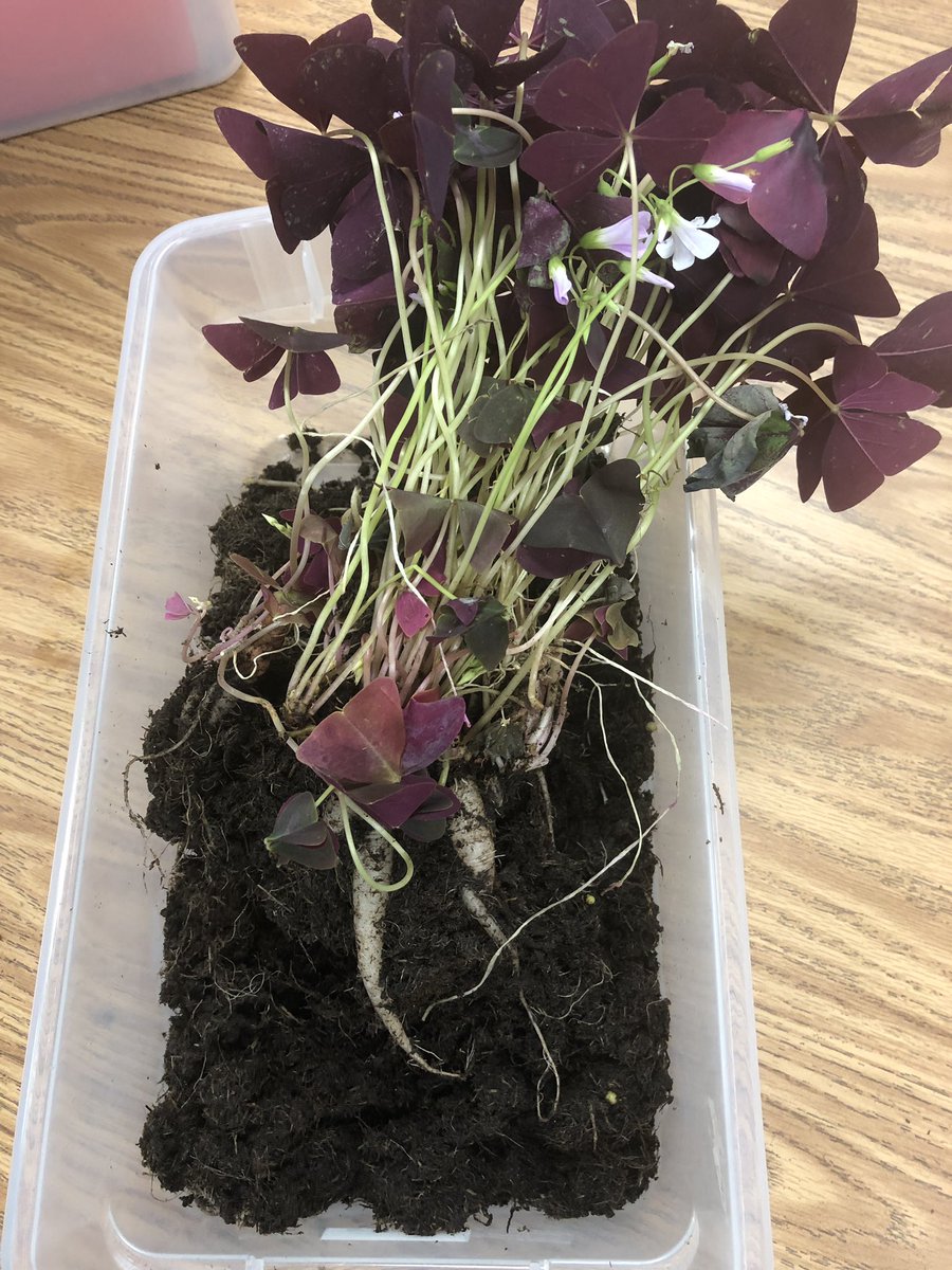 JulieLocke14's tweet photo. We learned all about roots and plants this week! #loveclp https://t.co/xuImoqrbqz