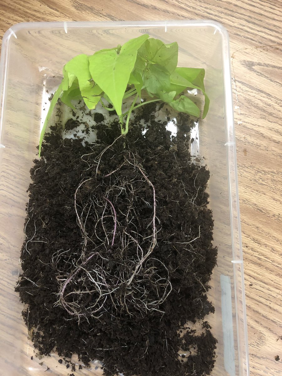 JulieLocke14's tweet photo. We learned all about roots and plants this week! #loveclp https://t.co/xuImoqrbqz