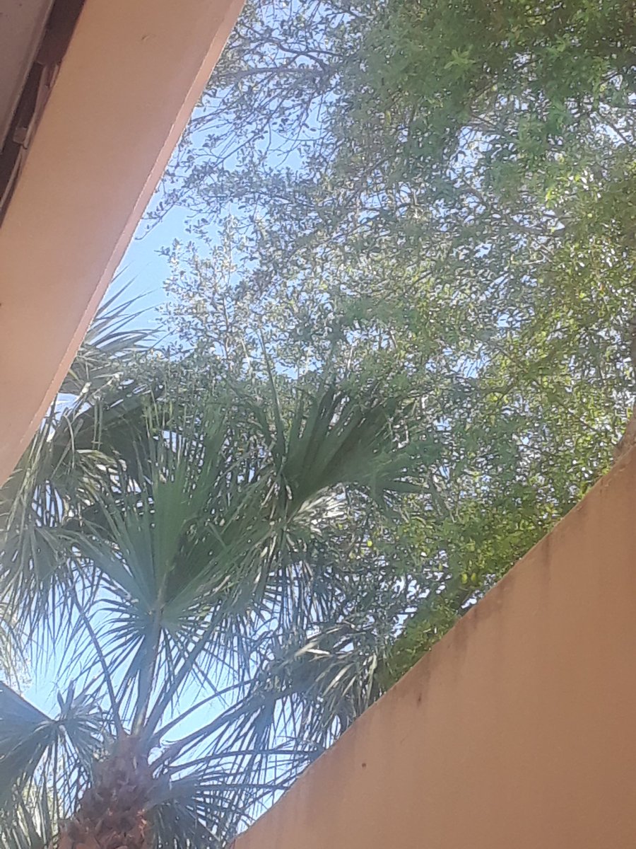 610Mimi's tweet image. I swear there&apos;s a bird up there, somewhere, that&apos;s screeching and it sounds like my name. &quot;MIMI,,MIMI,MIMI!&quot; 
#TheLoadingDock