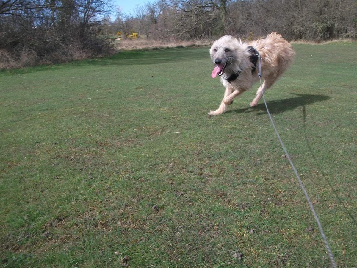 Say #Hello to Harley! #availablenow for #Adoption