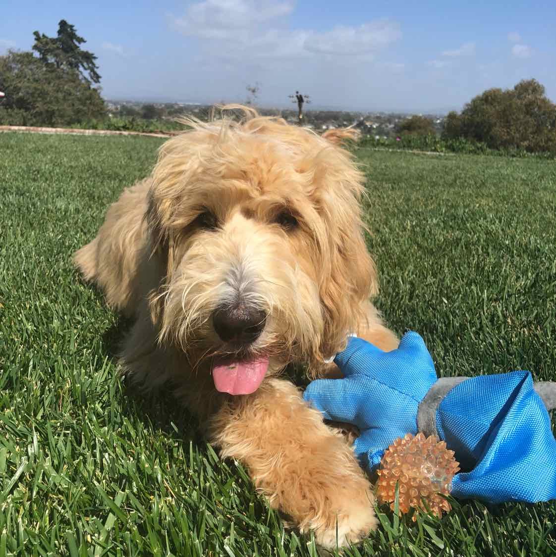 dogzenergy's tweet photo. 🐾😎 Lazy Sundays are paws itively our favorite! #zendogscarlett #dogzenergy #dog #dogfriendly #animal #dogsofinstagram #zendogs #puppies #adorable #dogogram #spring #instapuppy #puppiespfinstagram #lajolla #springininlajolla #summeriscoming https://t.co/jmsh4Fo5cY