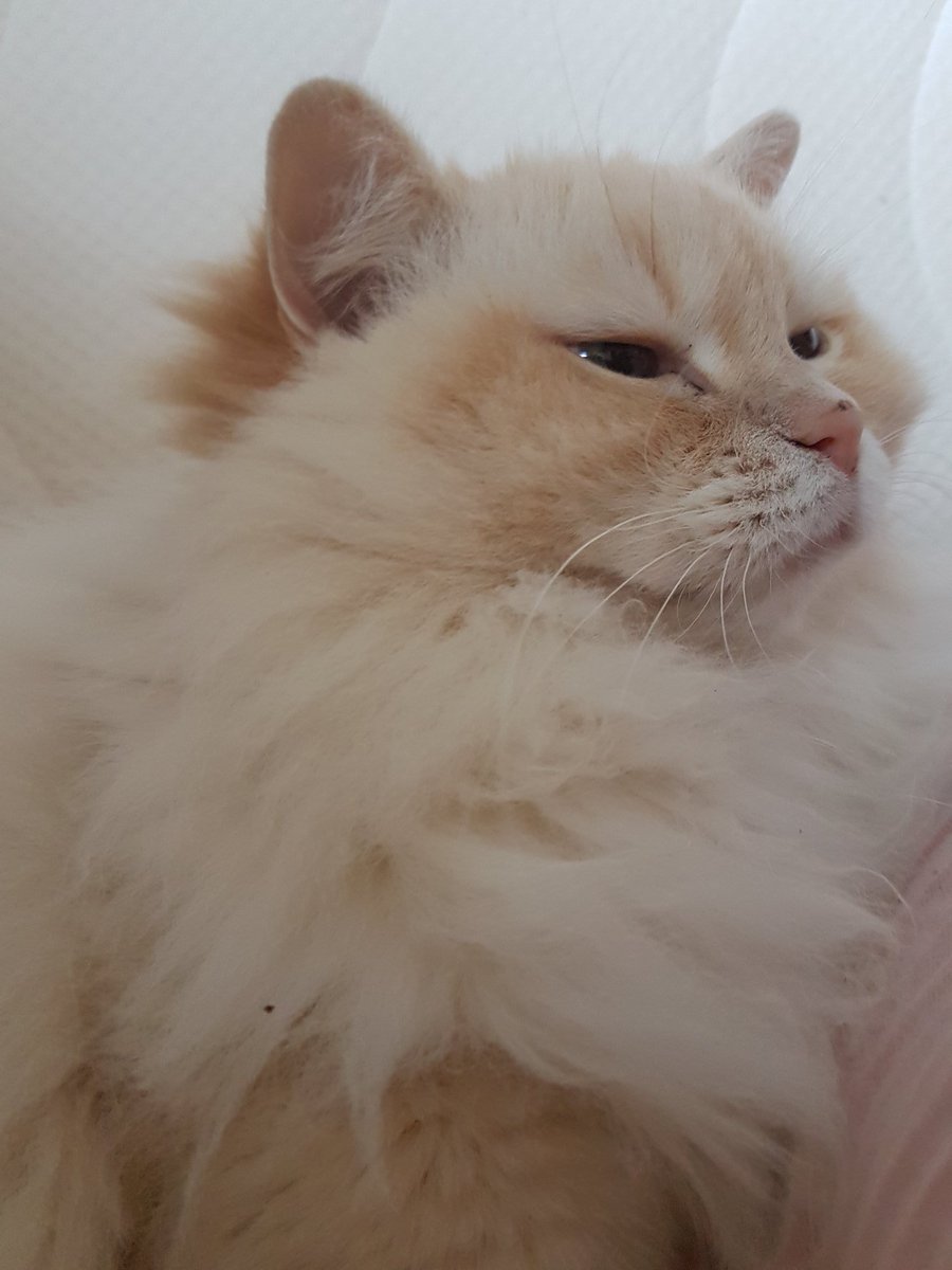 stellarpodcast's tweet photo. It's time to record a new episode with our #somuchmorethanstellar mascot! Meet Poes, she's a queen 👑 https://t.co/b0kNQdLY0w