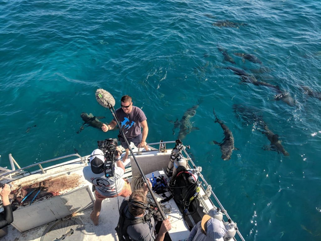 SteveBackshall's tweet photo. Today’s the first day of #blueplanetlive and we’re going on air at 8pm on @bbcone 🦈
The sharks are performing and we are bringing you some amazing wildlife in less than 2 hours from all over the world 🌊
@bbcearth https://t.co/7u7Qs2eMR3