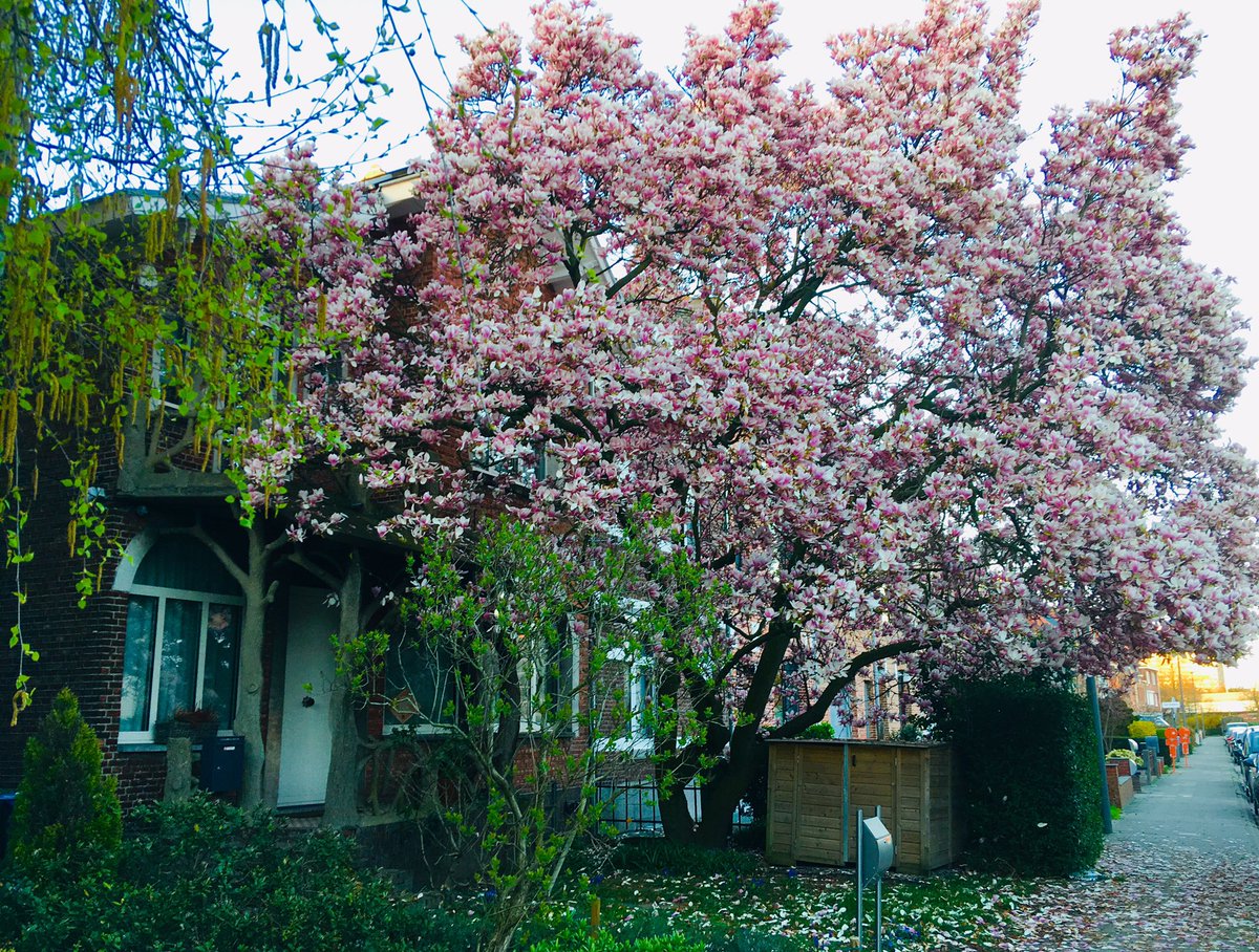 Ingeninge's tweet photo. @BoswachterTim ook in Wilrijk (België) vind je prachtige #magnolia 👌😊 https://t.co/JGchvljeUe