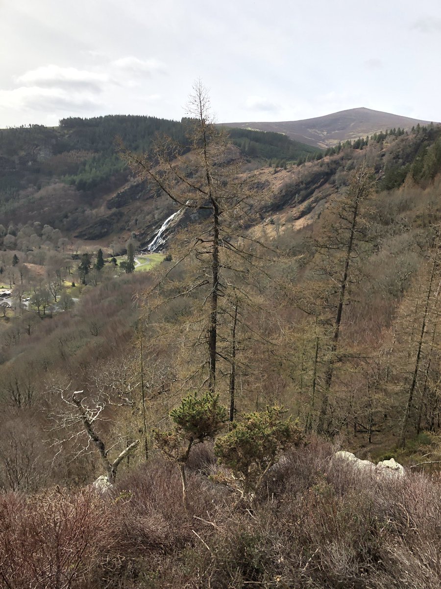 irunmountains's tweet photo. Completed the epic #mauricemullins Ultra yesterday. 51k of glorious trail in superb #wicklow sunshine. #trailrunning #thisisfitness #shutuplegs https://t.co/SRLJdSrjYb