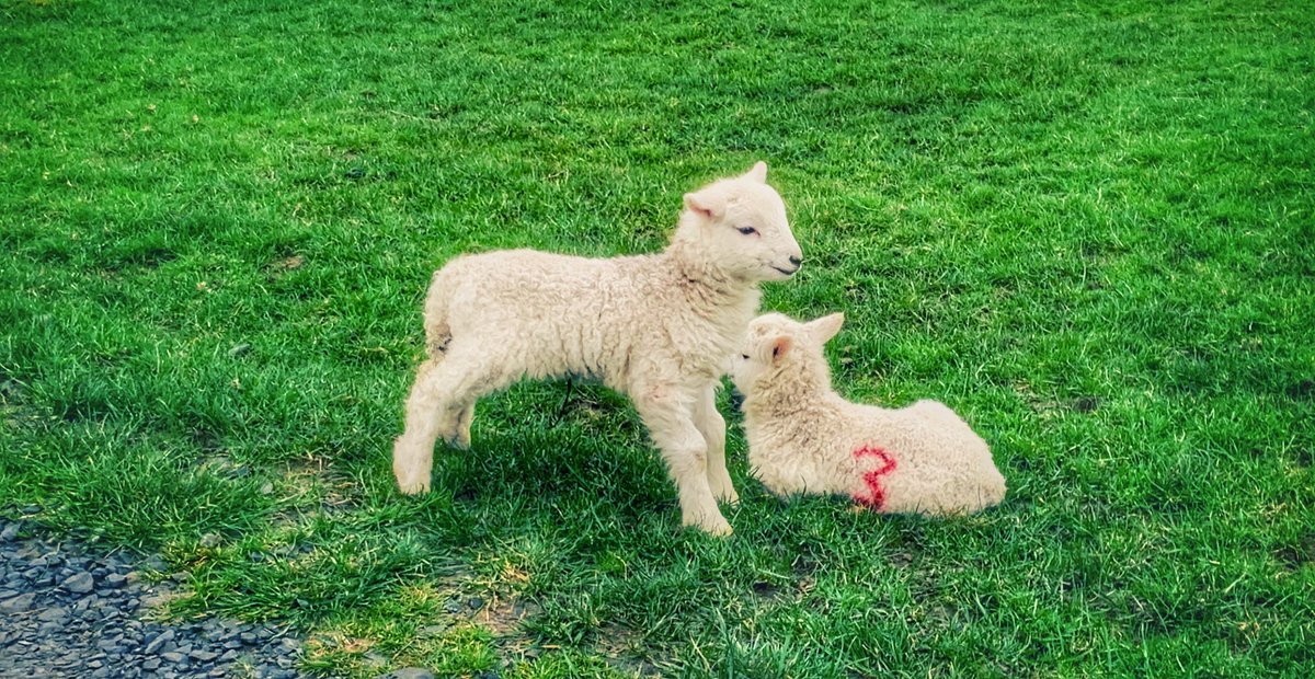 CwtCaron's tweet photo. Y Gwanwyn yn gryf heddiw a’r wyna yn ei anterth. 

Spring has definitely sprung today and lambing in full swing. #ceredigion #cambrianmountains #holidays #Glamping #MidWales #spring #lambing19 #countryfile https://t.co/6lhQCMIbdf