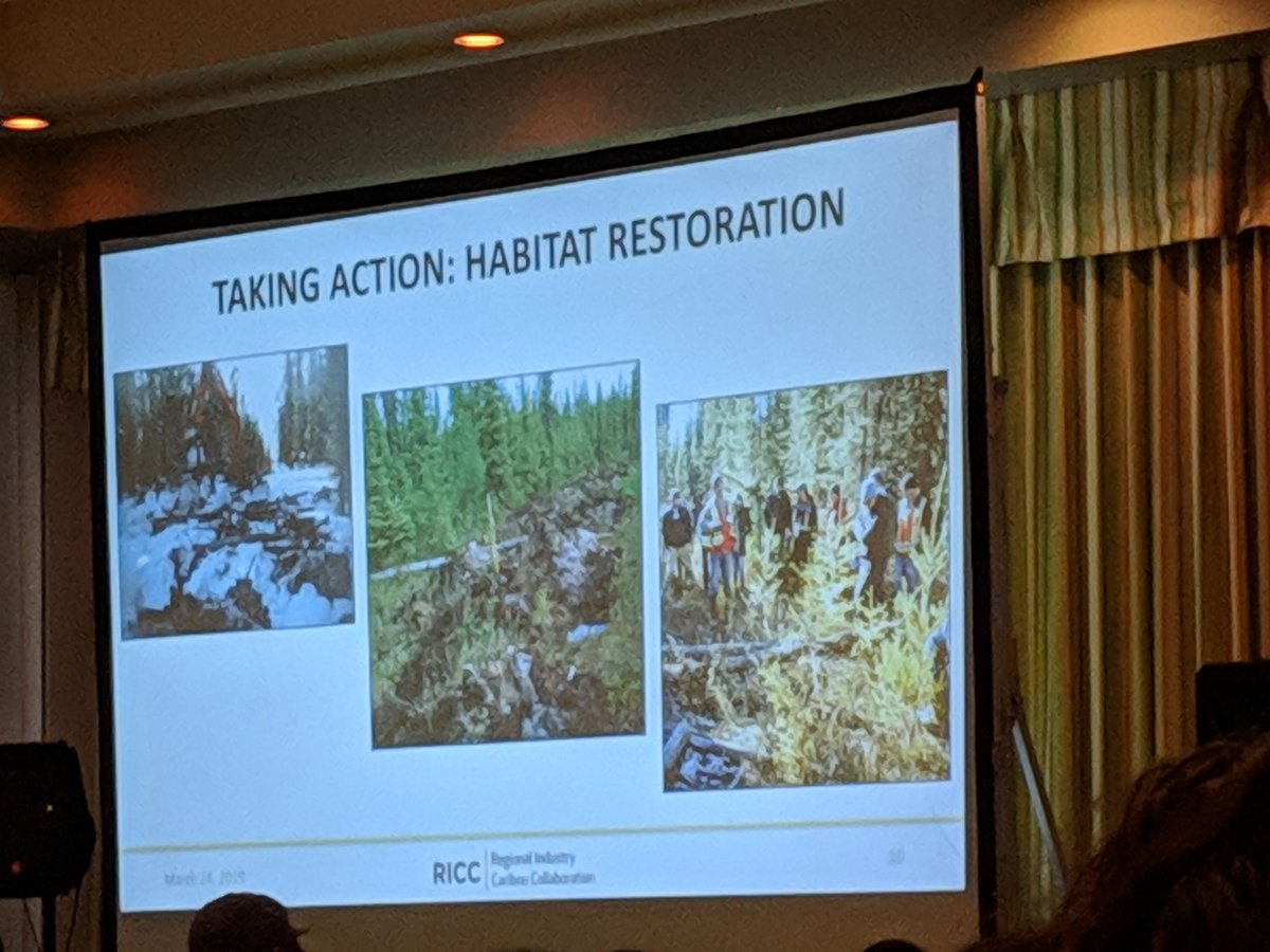 FuseKnowledge's tweet photo. Collaborative research efforts like those of @RICCCaribou can lead to important advances in restoration. Lori Neufeld covers some of the major accomplishments #ACTWS19 https://t.co/iyNDPTGNTy
