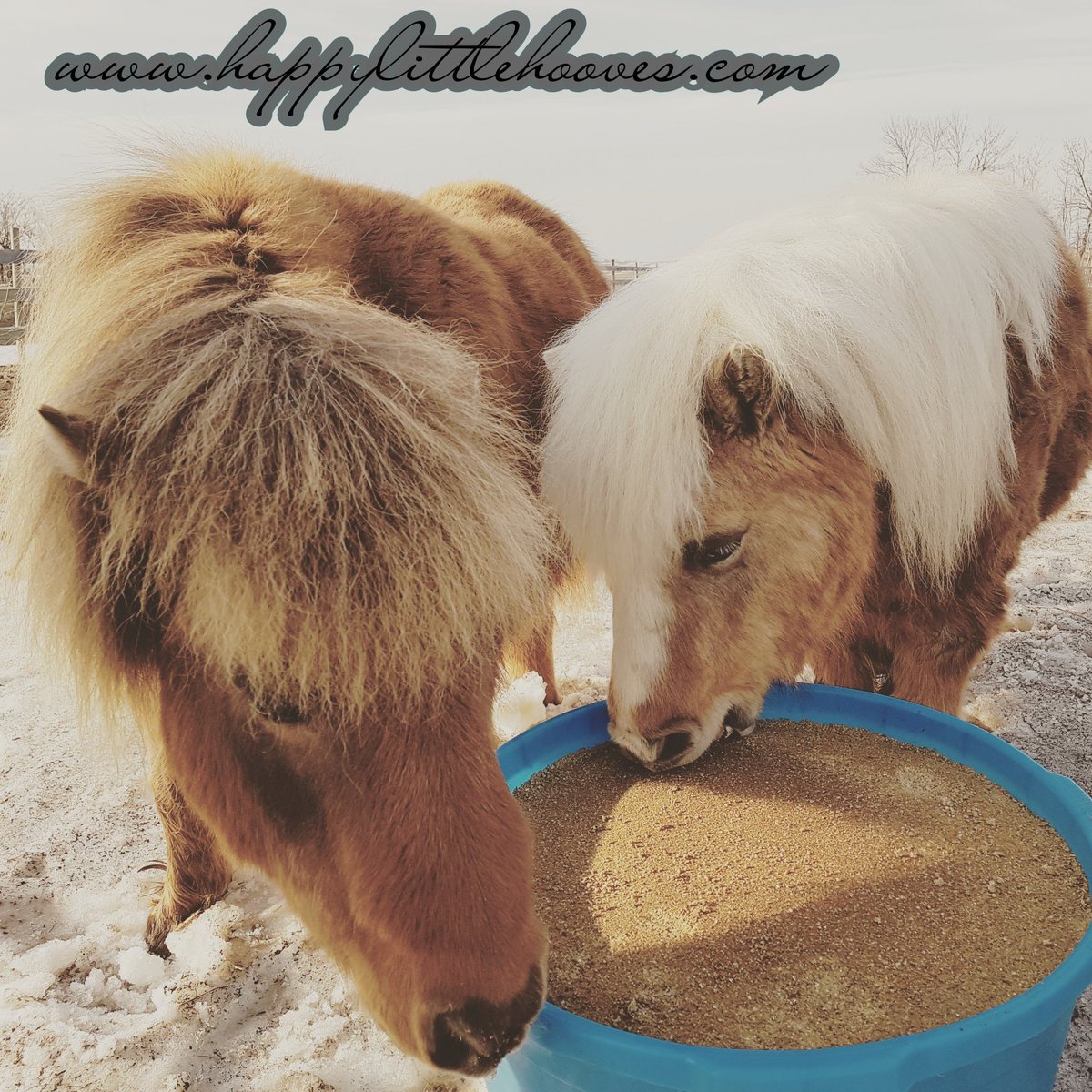 HoovesHappy's tweet photo. Best buddies sharing. #happylittlehooves #pokerthepony #laceythepony #ponyhour #horses #ponies #minihorse #bestfriends #equilix https://t.co/Q6XzhOcx1G