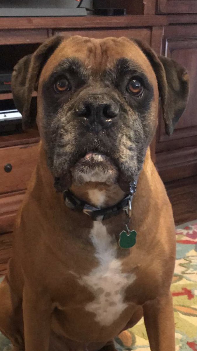 douganjo's tweet photo. Someone tried to help me with my grading this weekend! @HeritageES #thedogateyourhomework #funinb7 https://t.co/E6x1Lsfic1