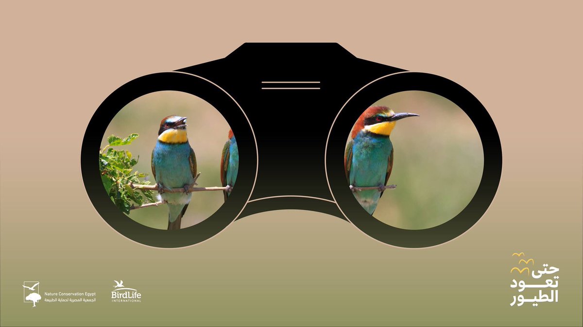 Nature_Egypt's tweet photo. أحيانًا ما نُستَهلك في الحياة اليومية وننسى متعة النظر إلى أعلی ومشاهدة الطيور وهي تحلق عالية فوق زحام المدينة. 
مع بداية موسم الربيع، ندعوكم للتأمل في هذه المخلوقات من خلال #حتى_تعود_الطيور، مبادرة نهدف منها تشجيع بعضنا على معرفة المزيد عن الطيور المهاجرة وأهمية موقع مصر لها https://t.co/p1JXpYqwWI