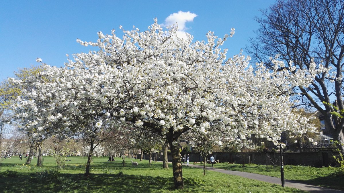 SocialMListener's tweet photo. Springtime apple blossom, #WellSt #Hackney https://t.co/CDE3zegBGg