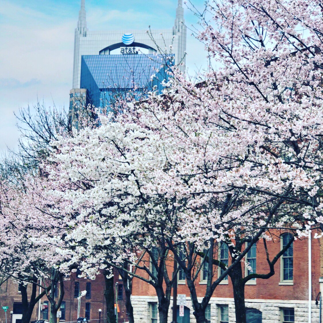 sugarcreekride's tweet photo. It’s an absolutely gorgeous day in downtown Nashville The cherry blossom trees are blooming and what a great day to come and take a beautiful carriage tour. Come in CS on lower Broadway in front of the Hard Hock café.
#carriageride #carriagetour #lowerbroad #romance https://t.co/e0vsi1ms1e